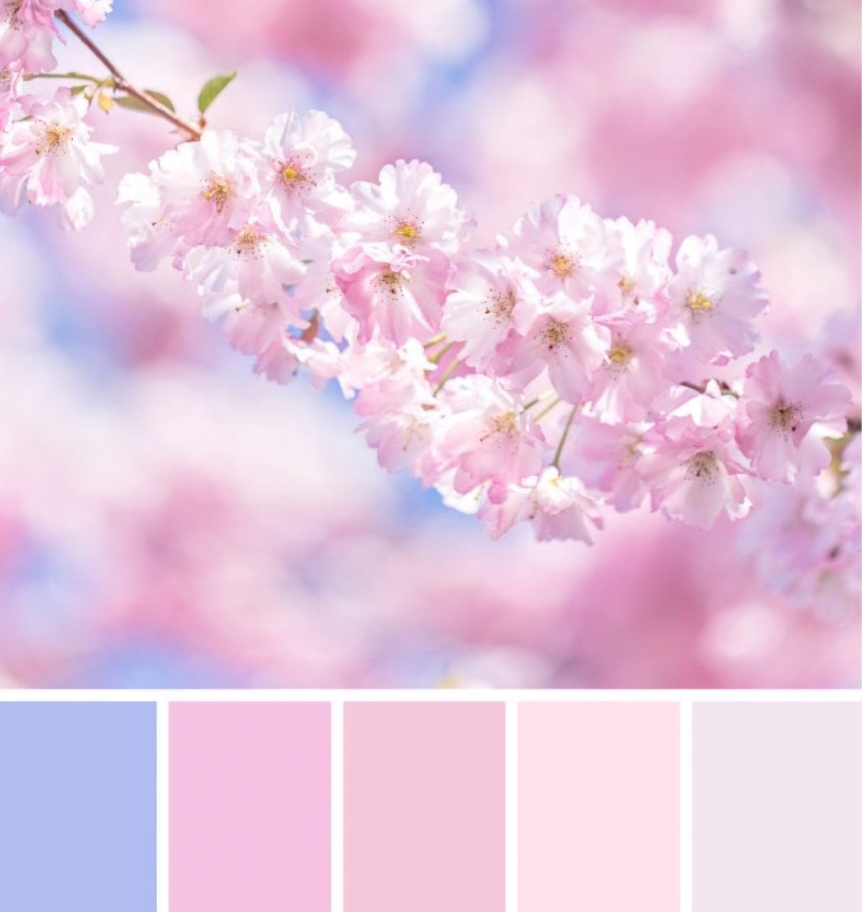 Cherry Blossoms Spooled Warp