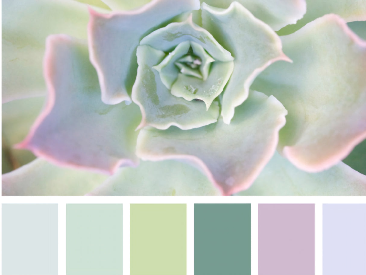 Green Succulents Warp
